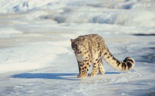 В Небраске умерли три снежных барса от коронавируса