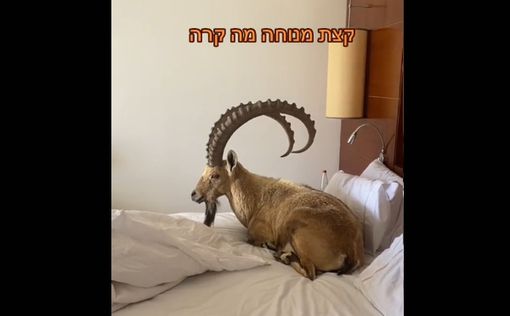 Хотел отдохнуть: бородатый и рогатый гость на гостиничной кровати в Мицпе-Рамон