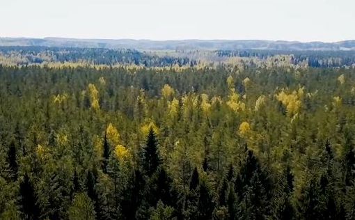 UPM-Kymmene не будет покупать древесину у РФ