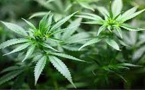 В Миссури одобрили рекреационное использование марихуаны