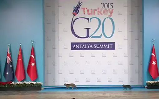 Кошачье трио "зажгло" на саммите G20