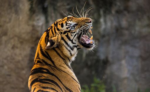 В Индии убили тигра-людоеда