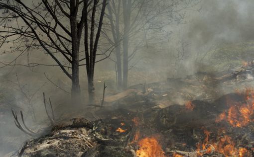 В США бушует масштабный лесной пожар: горит более 1000 гектаров