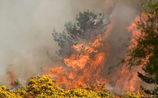 Сотни туристов бегут с курортов Португалии из-за лесных пожаров – видео