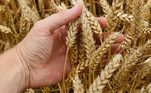 Молдова сняла запрет на экспорт пшеницы и муки