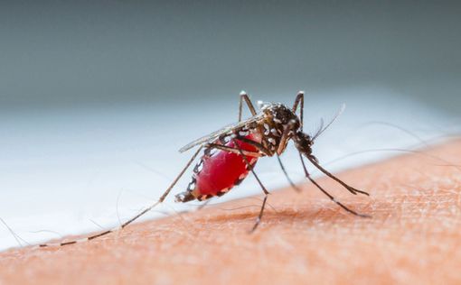Комары являются переносчиками лихорадки денге