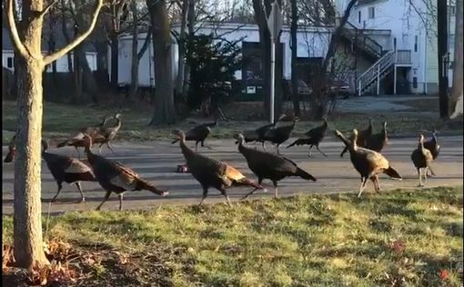 Видео: десятки индеек водят хоровод вокруг мертвого кота